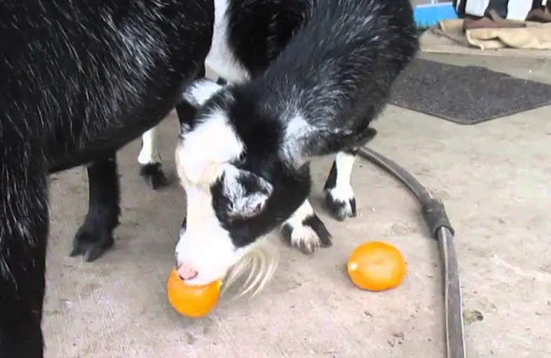 goat eat oranges