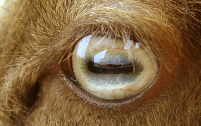goat eyes look weird