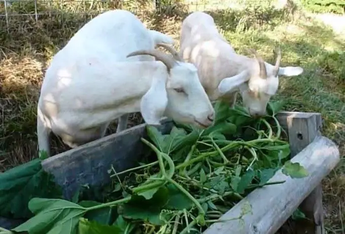 goats eat pumpkin vines