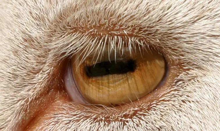 goats have rectangular pupils in his eyes