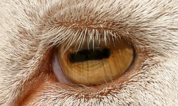 5 Facts About Goat Eyes You Will Surprise - Sand Creek Farm