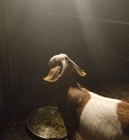 goats need light at night