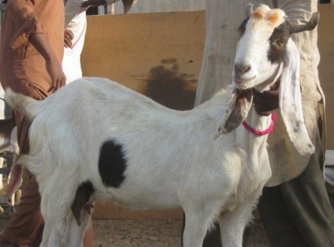 pateri goat