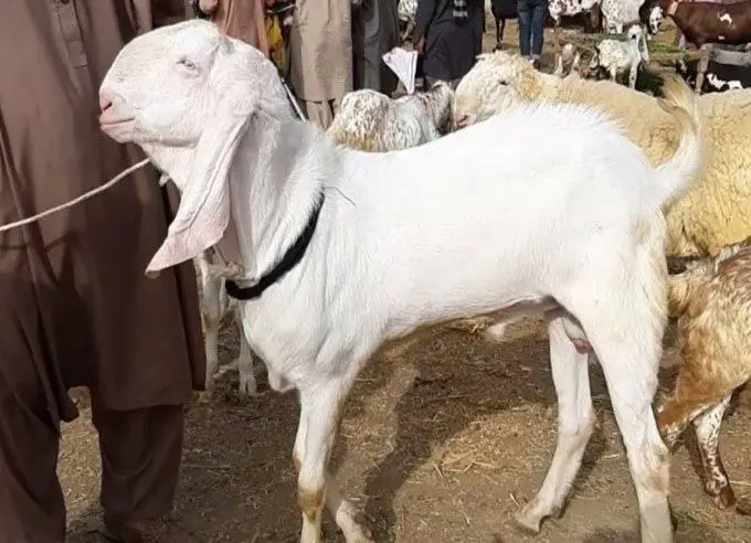 rajanpuri goat