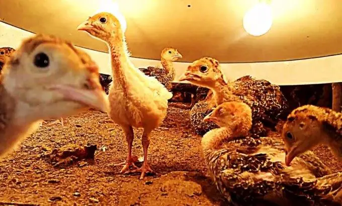 1 month baby turkeys on heat lamp brooder