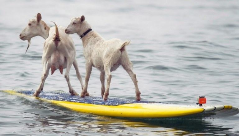 Domesticated Goats Swim