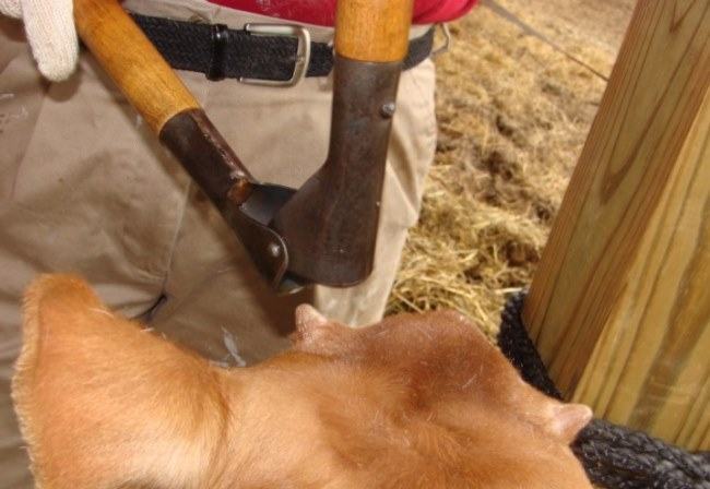 Guillotine tool to dehorn goats