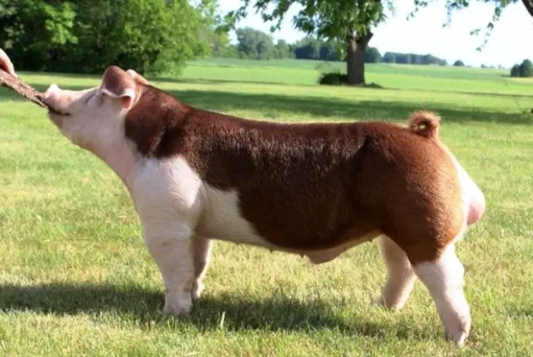 Hereford pig breed