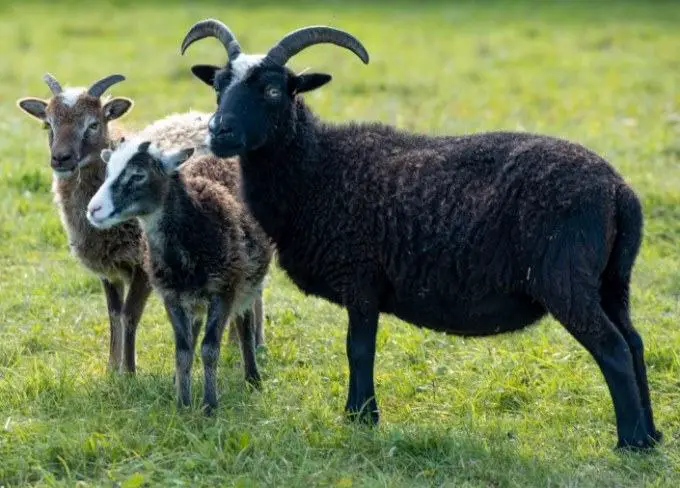 a flock of soay sheep