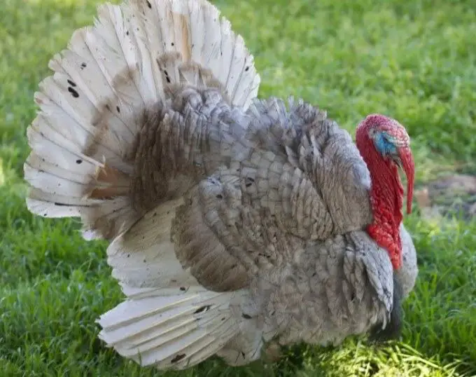 blue slate turkey breed