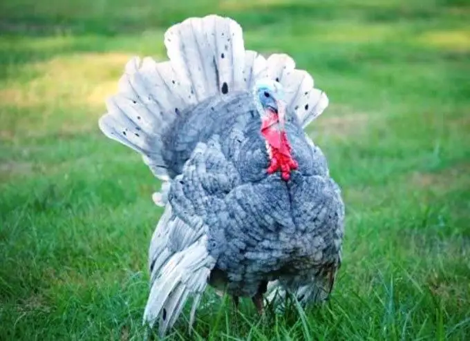 blue slate turkey raised for meat