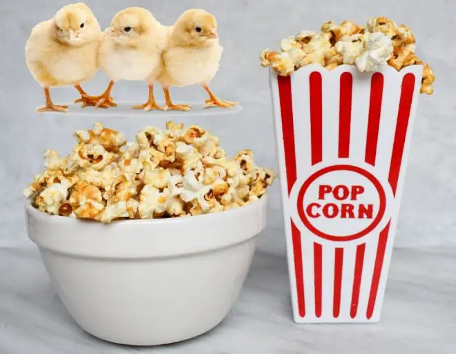 can baby chicken eat popcorn