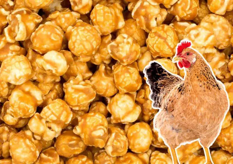 can chicken eat caramel popcorn