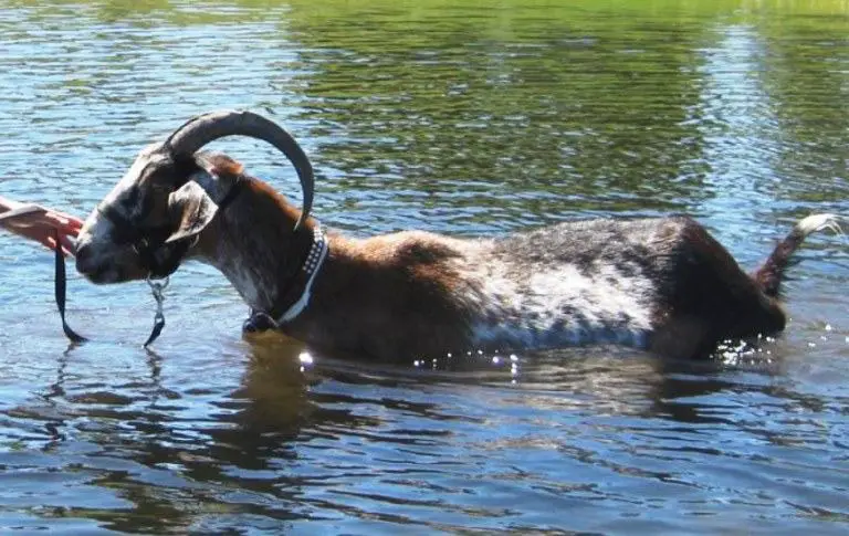can goats swim
