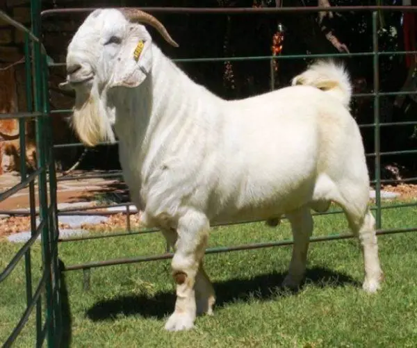 Savanna Goats: A-Z Animal Information - Sand Creek Farm
