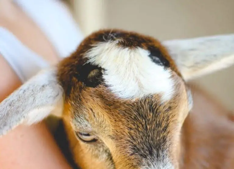 dehorning goats