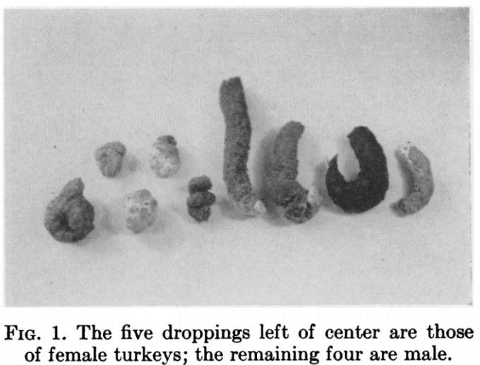 determine the gender of a baby turkey by its poop