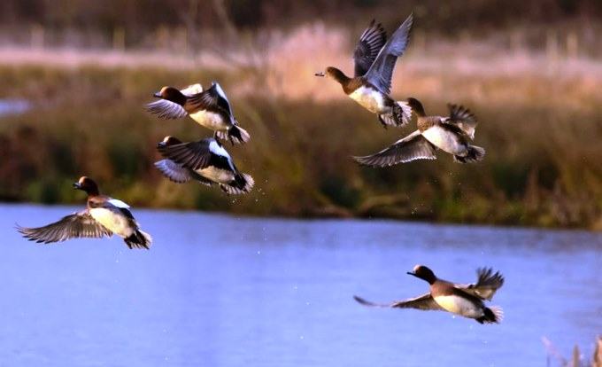 flying ducks