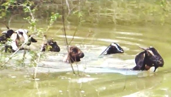 group of goats swimming