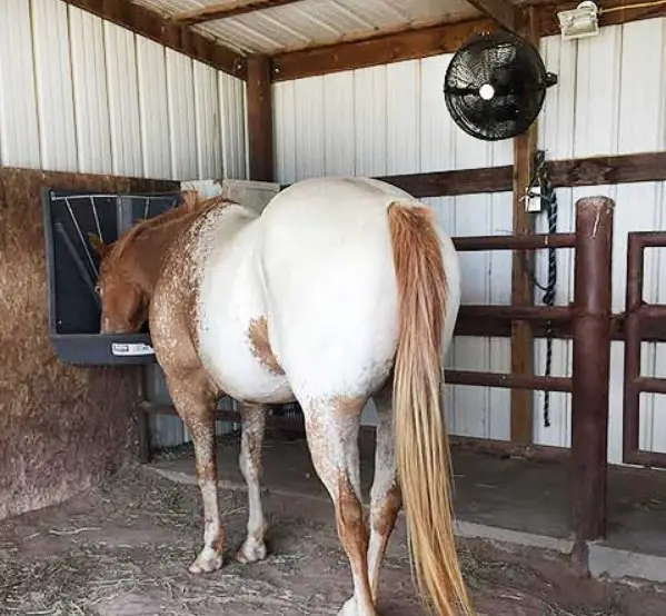 install Barn Fans For Horse Stall