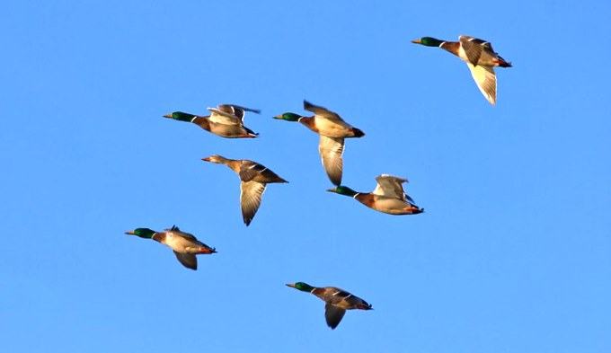 Mallard ducks flying high together