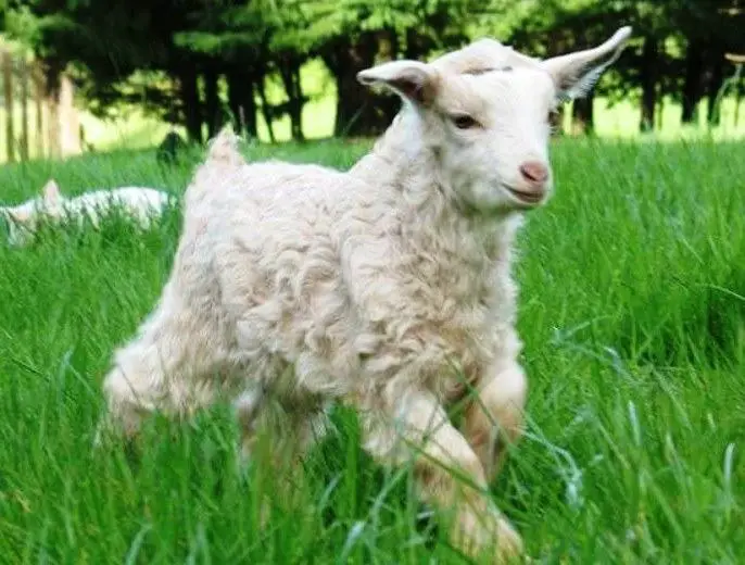 pygora goat baby
