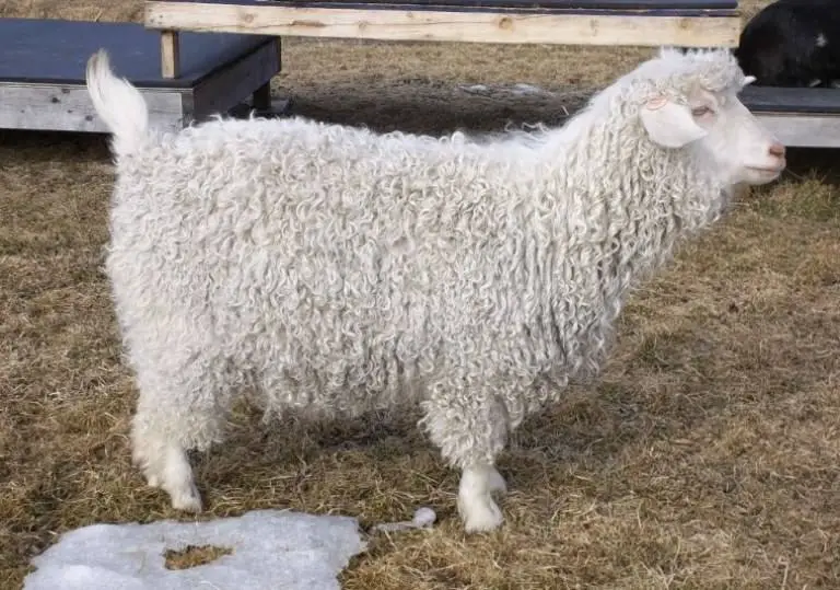 pygora goat breed a-z information