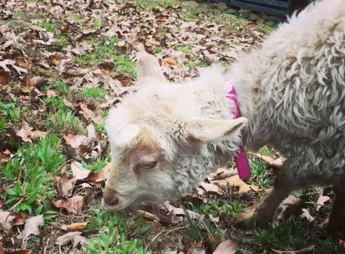 pygora goat eats grass