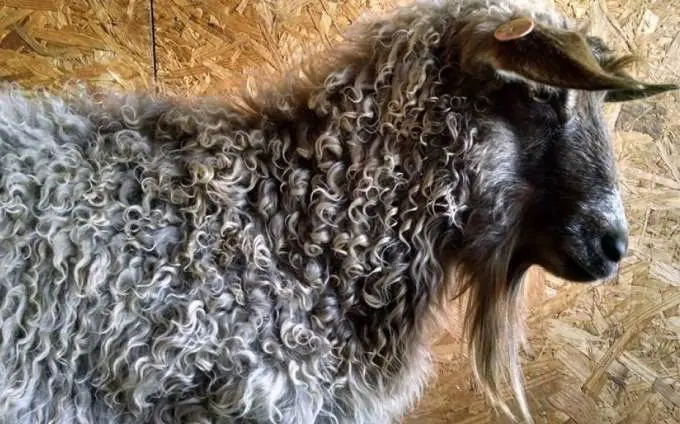 pygora goat fiber