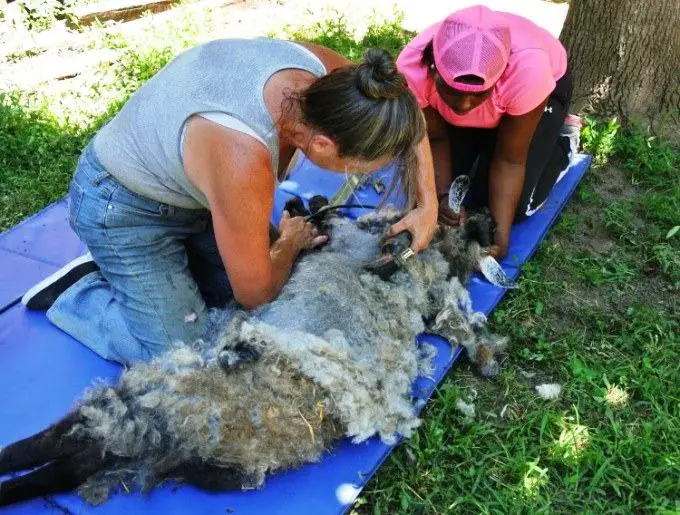 pygora goat shearing
