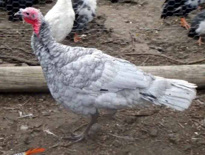 raising blue slate turkey