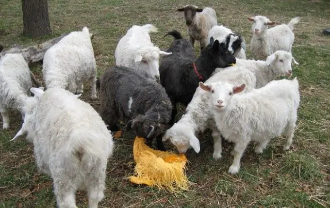 Raising pygora goats for sale
