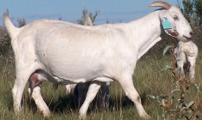 raising savanna goats for meat