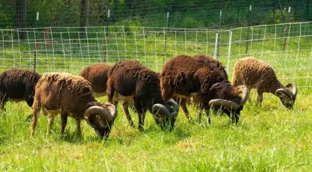 raising soay sheep for sale