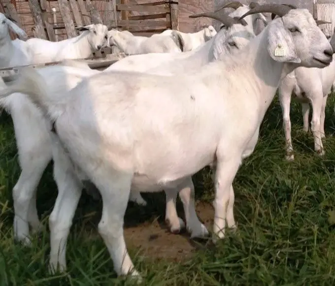 savanna goats at the farm
