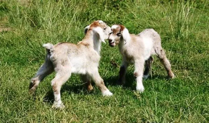 sibling goats