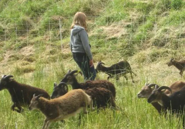 soay sheep friendly