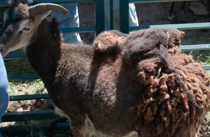 soay sheep shearing