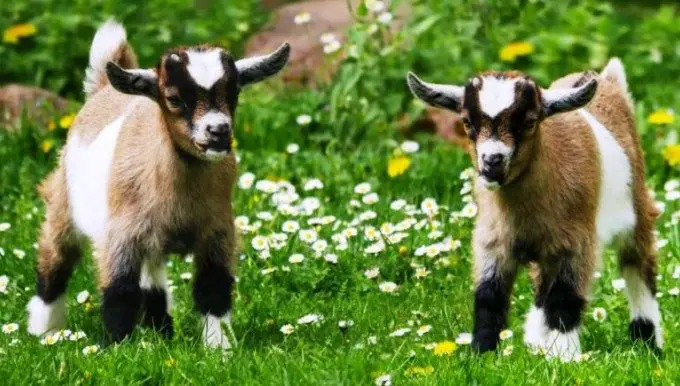 twin baby goats