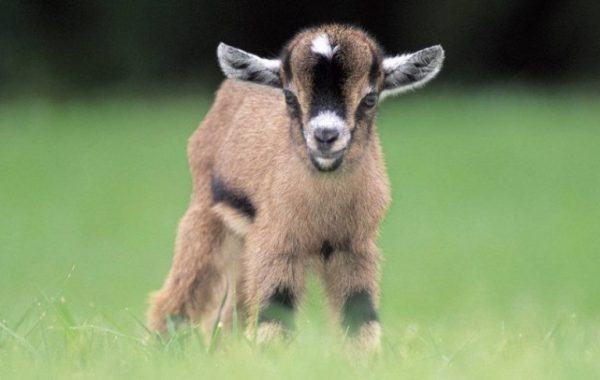  What Is A Baby Goat Called 8 Interesting Facts About Baby Goats Sand 