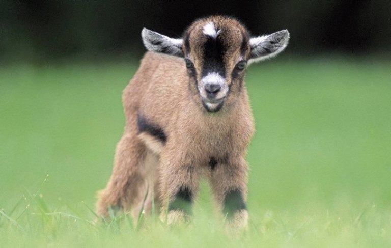 what is baby goat called