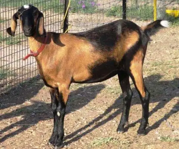 Anglo-Nubian goat