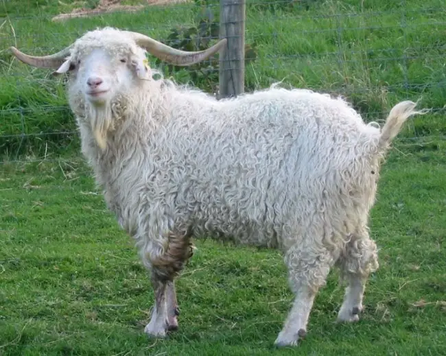 Angora goat