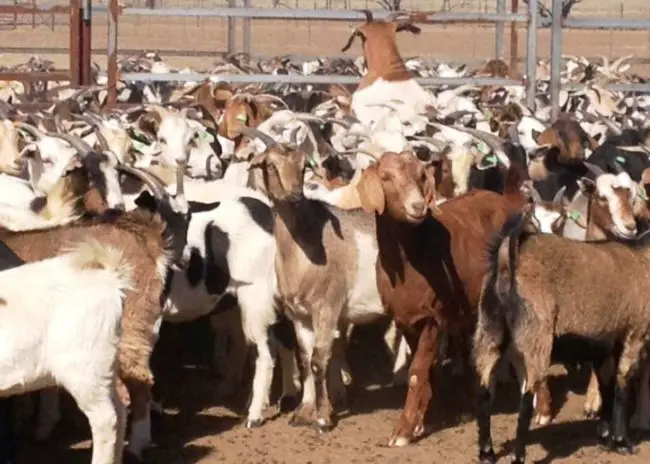 Australian Rangeland Goats