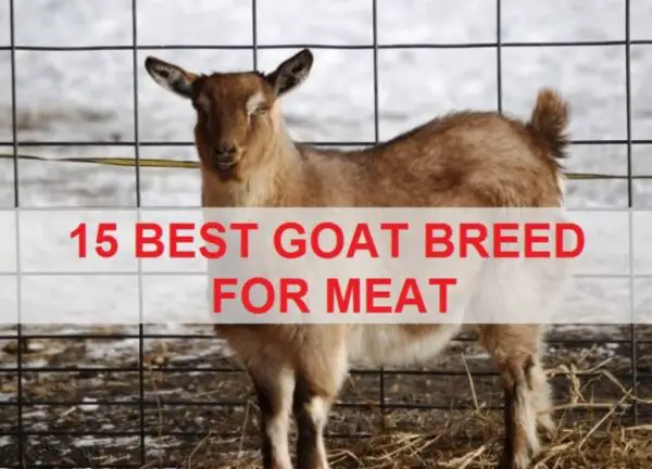 15 Best Goat Breeds For Meat In World For Your Farm S Profit Sand   Best Goat Breeds For Meat 600x432 