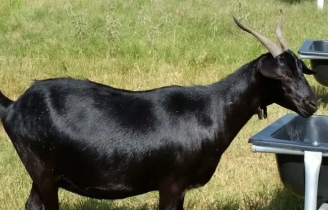 Black Bengal goat