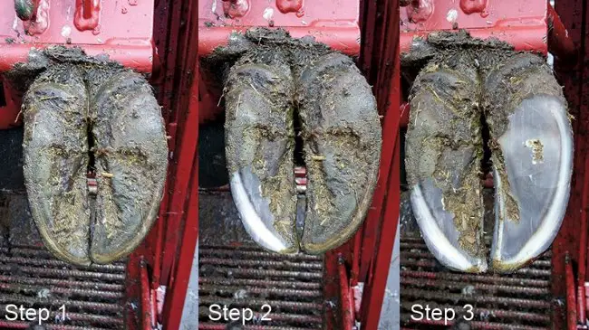 Cow hoof trimming Before and After