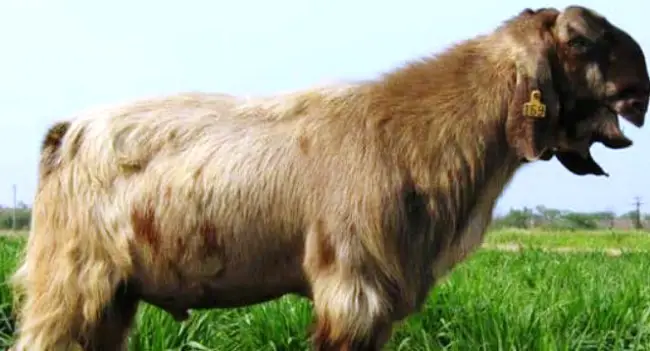 Damascus goat