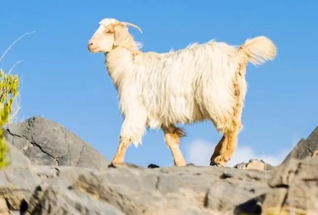 Jabel Akhdar goat