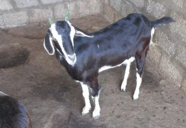 Kanni Aadu goat